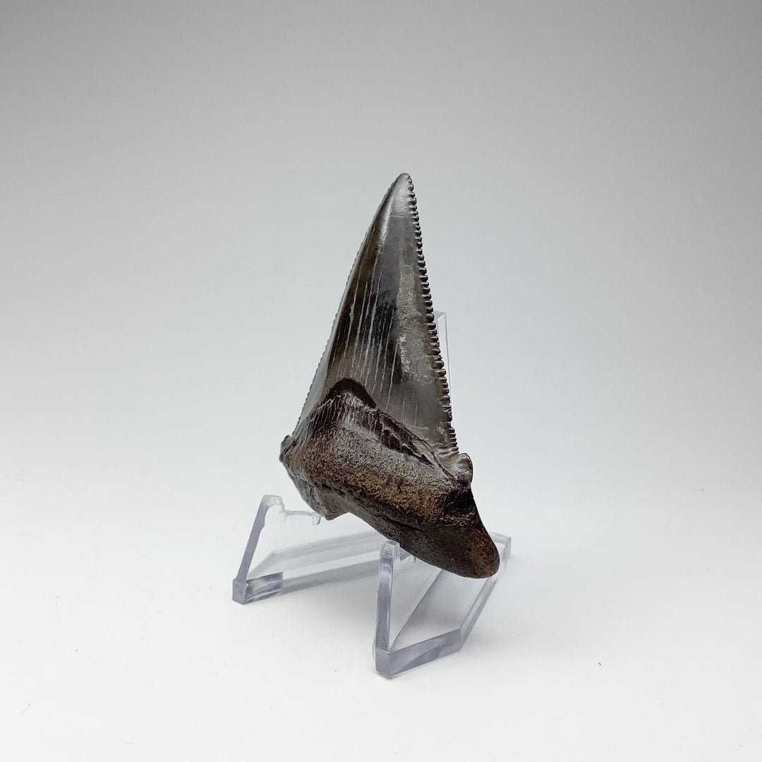 Fossilized Shark Tooth Specimen: Early Megalodon