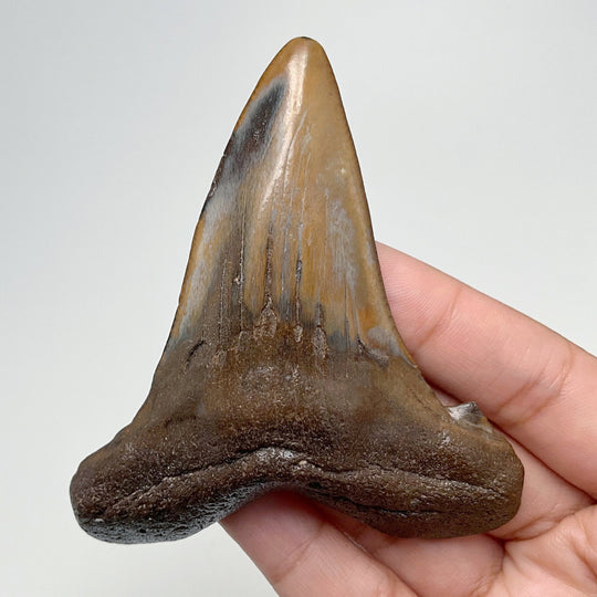 Fossilized Shark Tooth Specimen: Early Megalodon