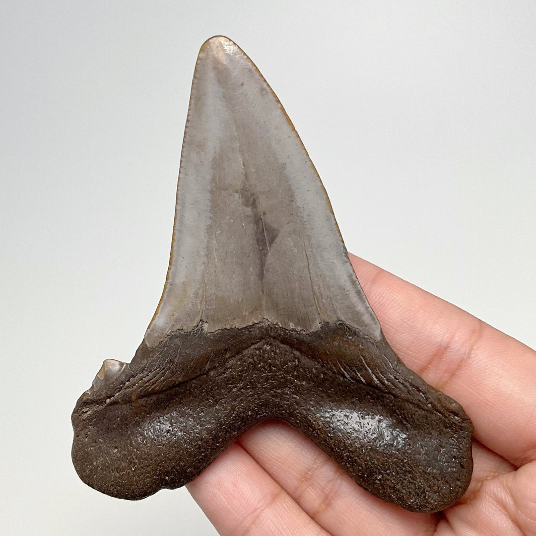 Fossilized Shark Tooth Specimen: Early Megalodon