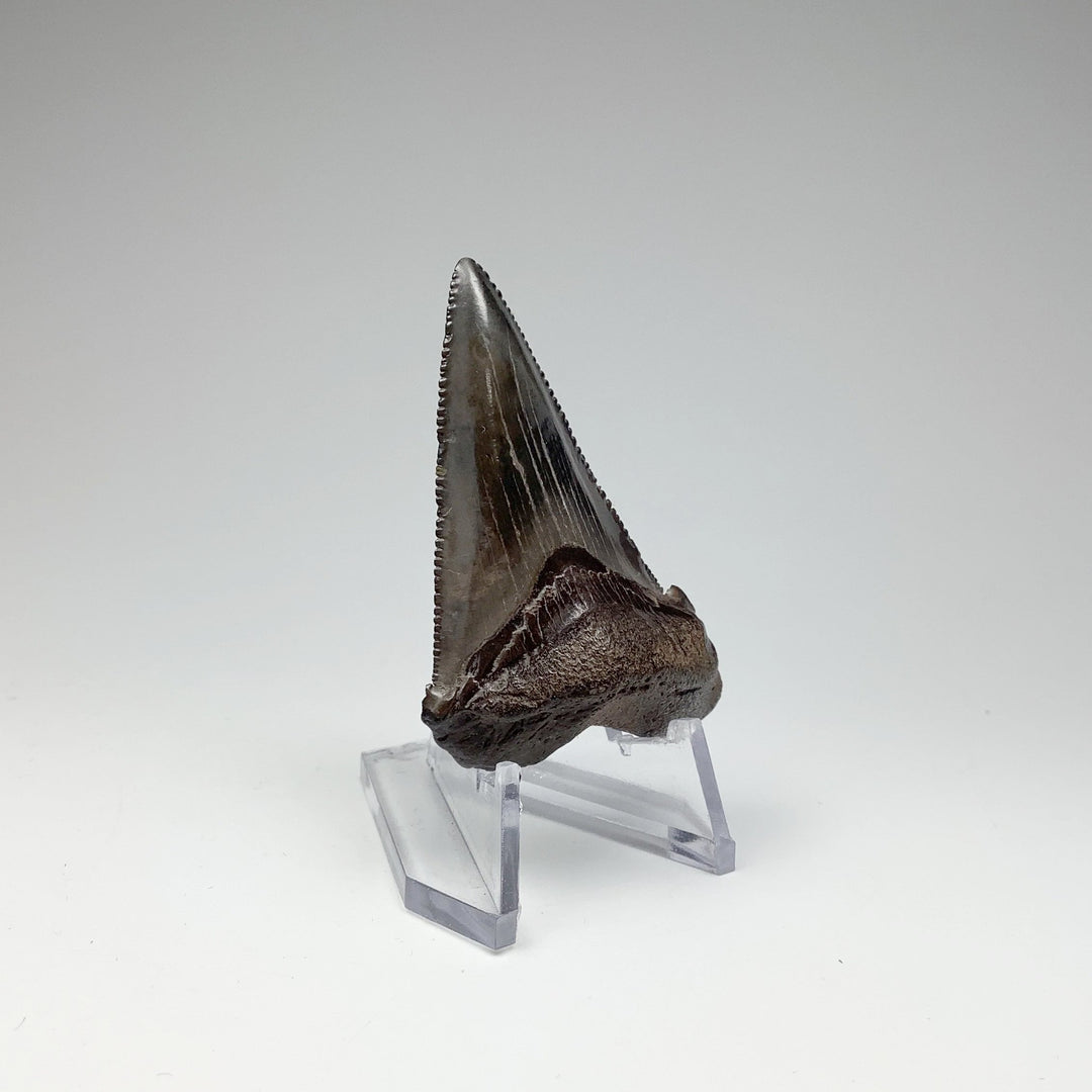 Fossilized Shark Tooth Specimen: Early Megalodon