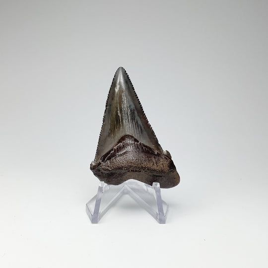 Fossilized Shark Tooth Specimen: Early Megalodon