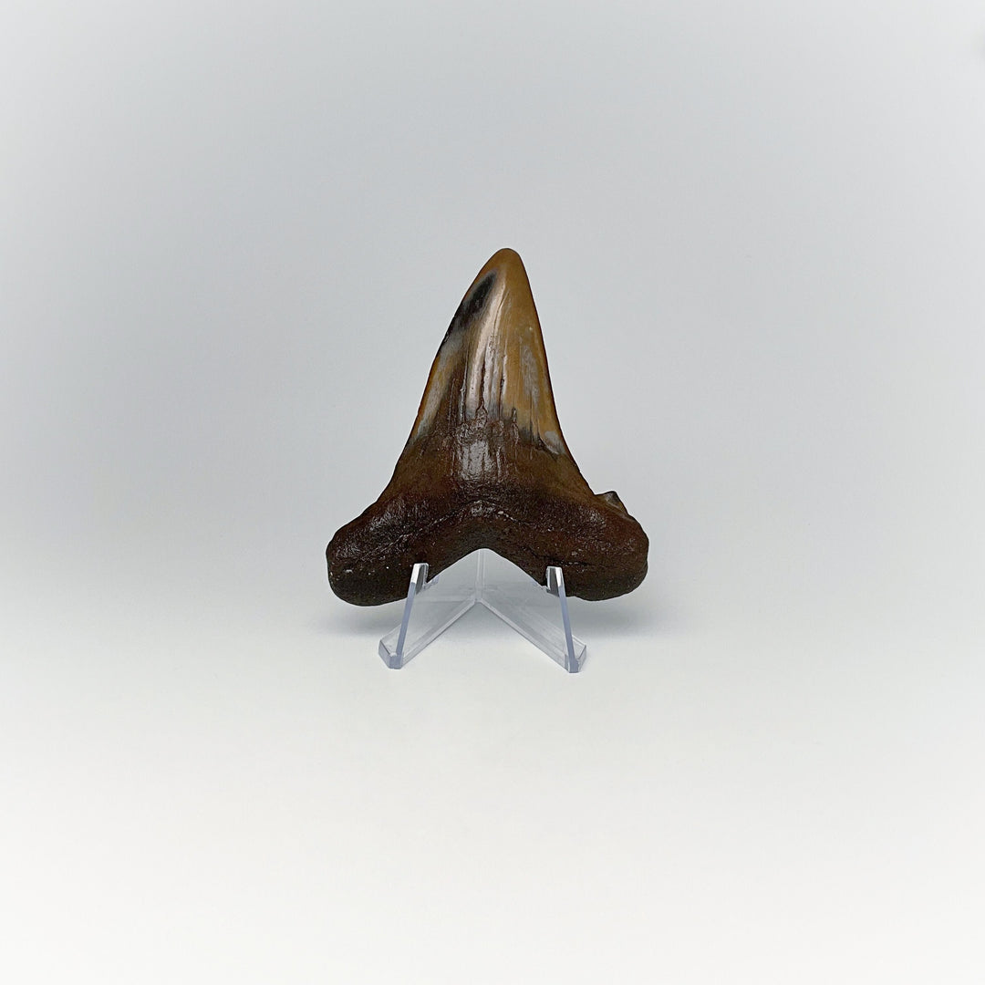 Fossilized Shark Tooth Specimen: Early Megalodon