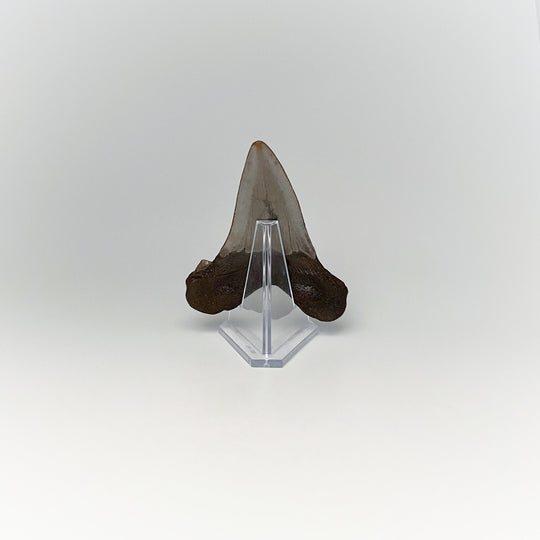 Fossilized Shark Tooth Specimen: Early Megalodon