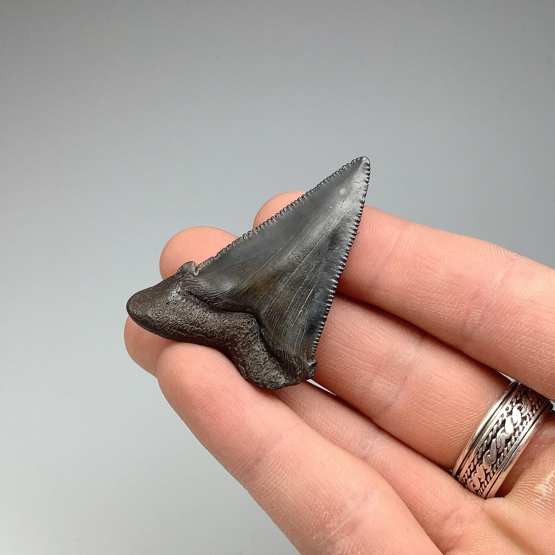 Fossilized Shark Tooth Specimen: Early Megalodon