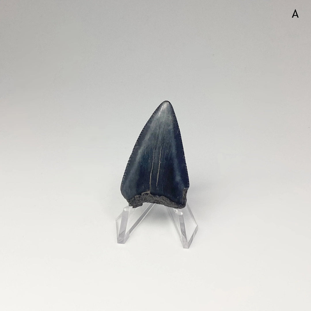 Fossilized Shark Tooth Specimen: Great White Shark