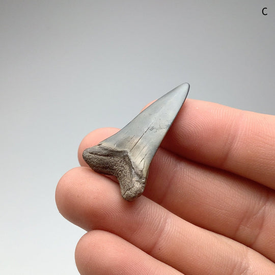 Fossilized Shark Tooth Specimen: Mako