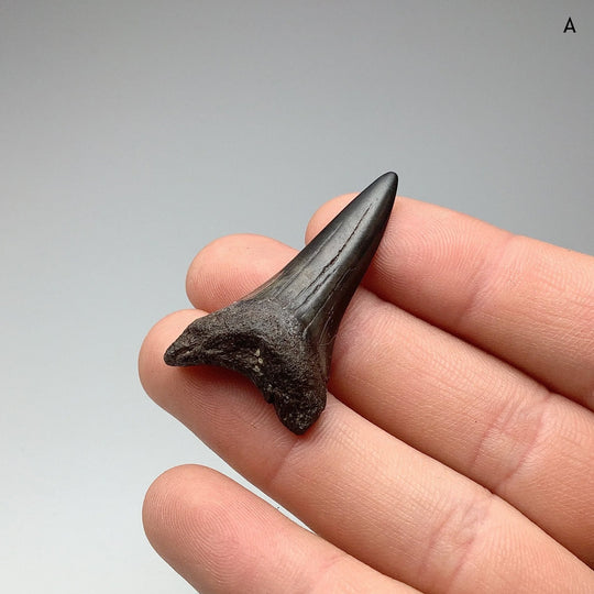 Fossilized Shark Tooth Specimen: Mako