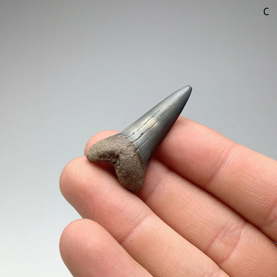 Fossilized Shark Tooth Specimen: Mako