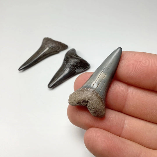 Fossilized Shark Tooth Specimen: Mako