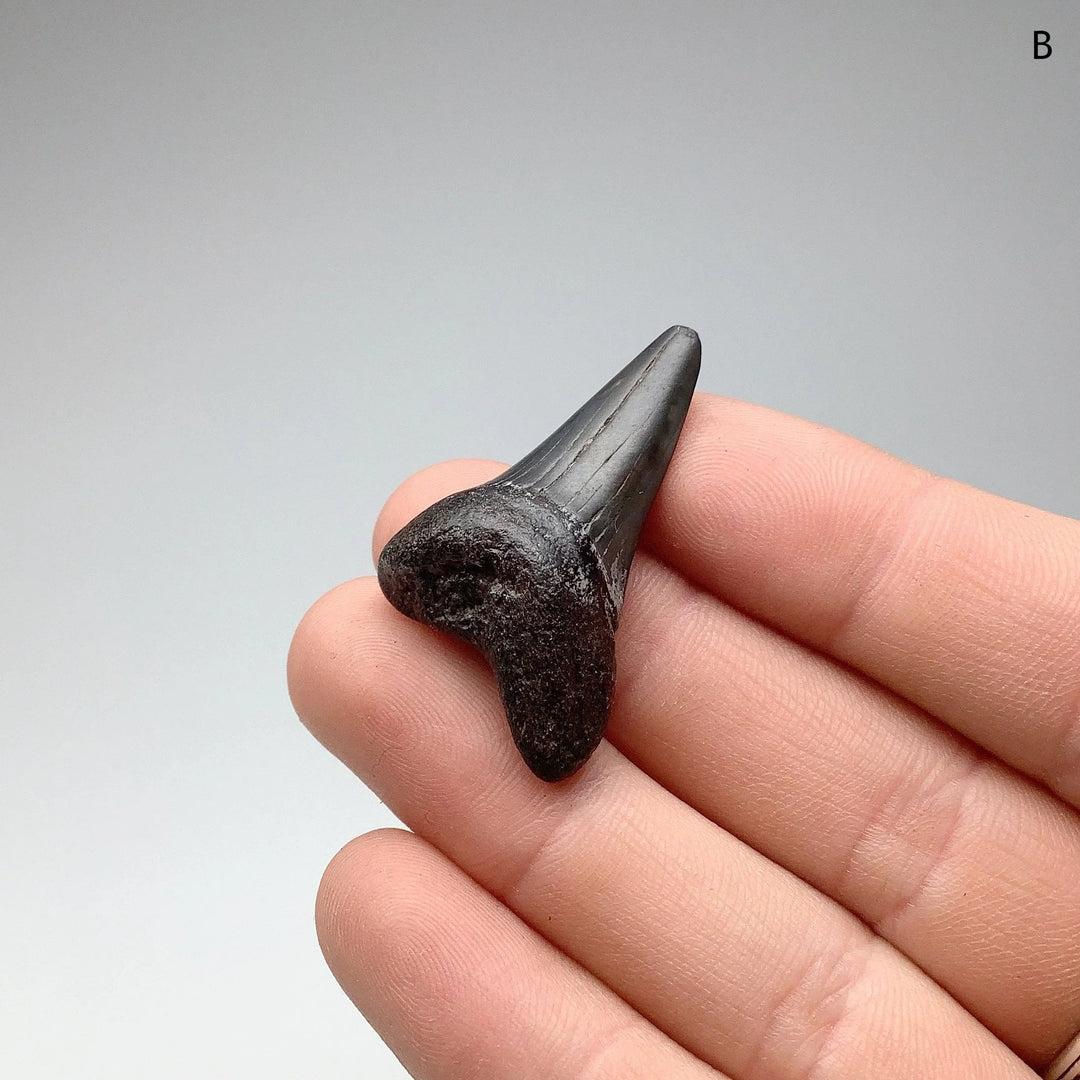 Fossilized Shark Tooth Specimen: Mako