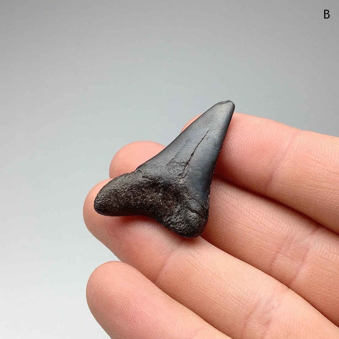 Fossilized Shark Tooth Specimen: Mako