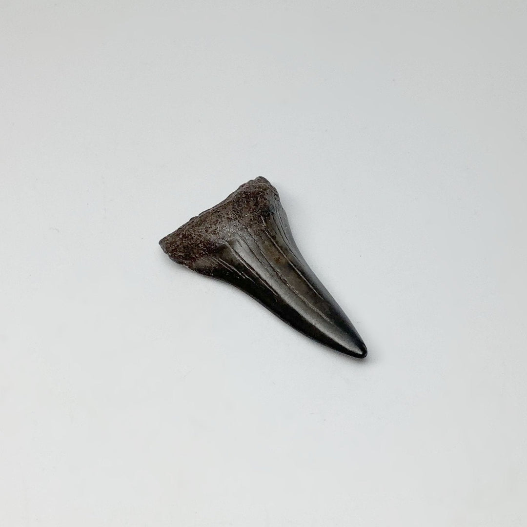 Fossilized Shark Tooth Specimen: Mako