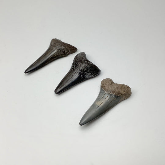 Fossilized Shark Tooth Specimen: Mako