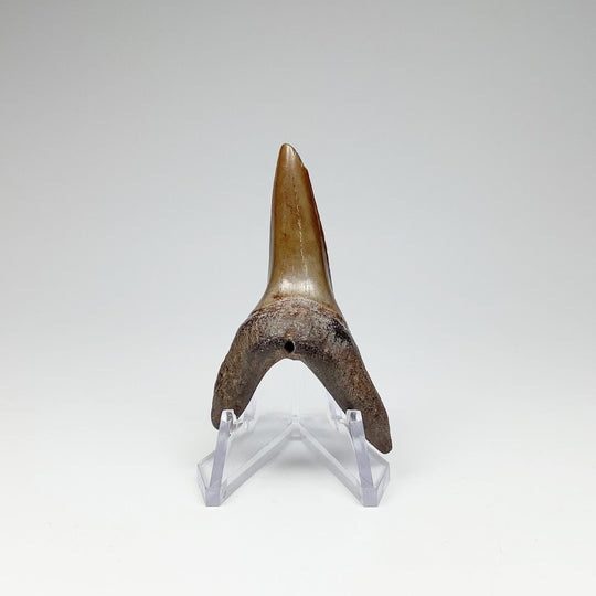 Fossilized Shark Tooth Specimen: Sand