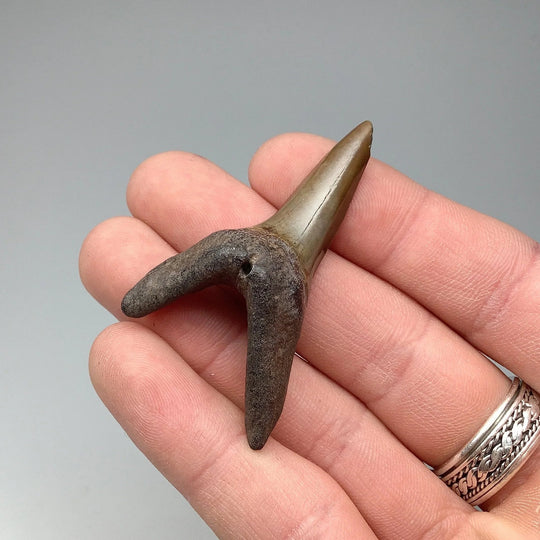 Fossilized Shark Tooth Specimen: Sand