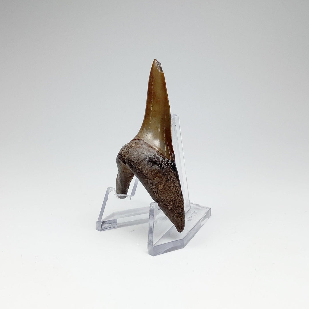 Fossilized Shark Tooth Specimen: Sand