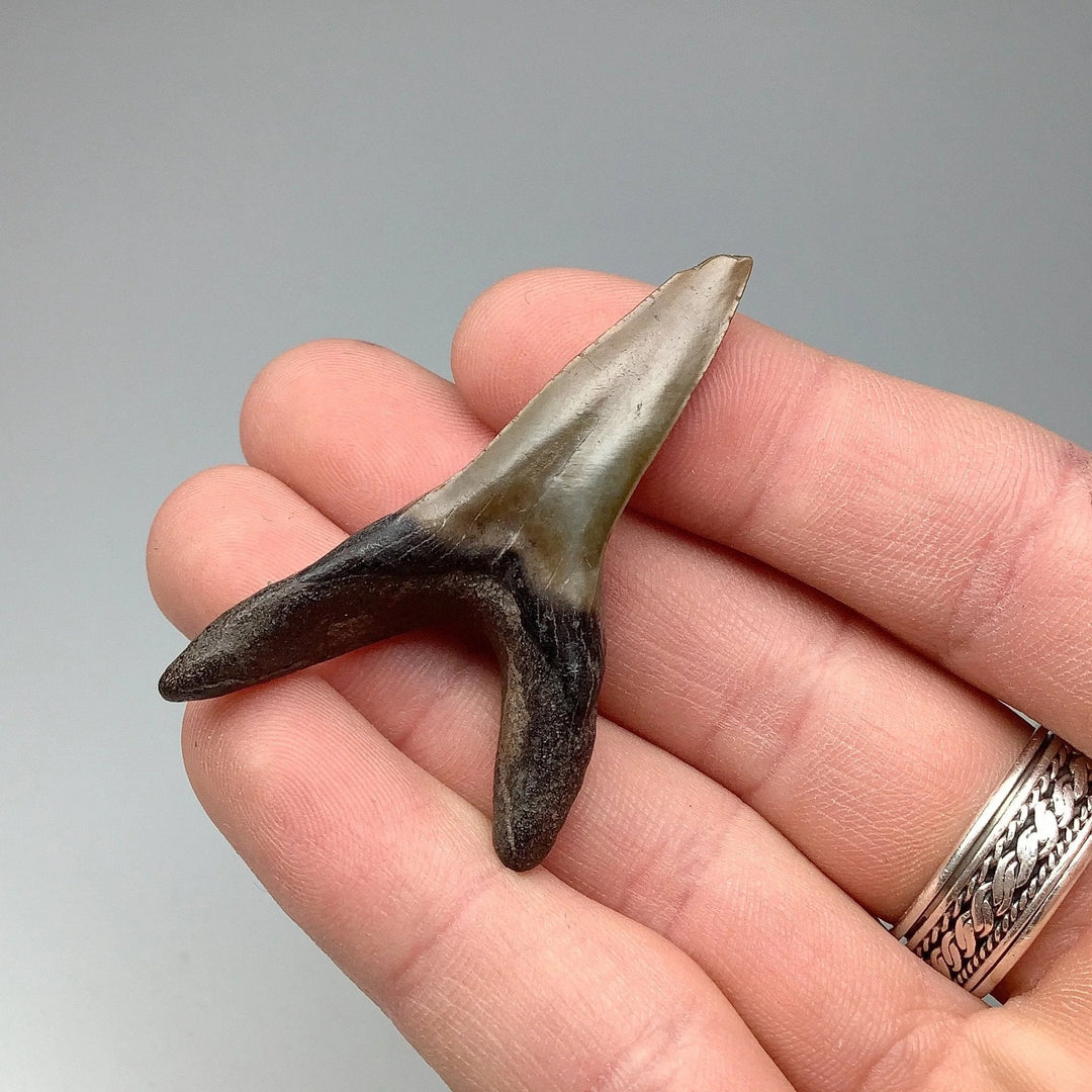 Fossilized Shark Tooth Specimen: Sand