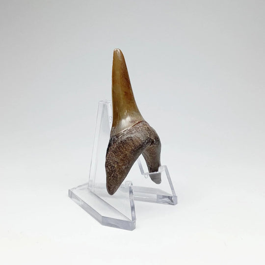 Fossilized Shark Tooth Specimen: Sand