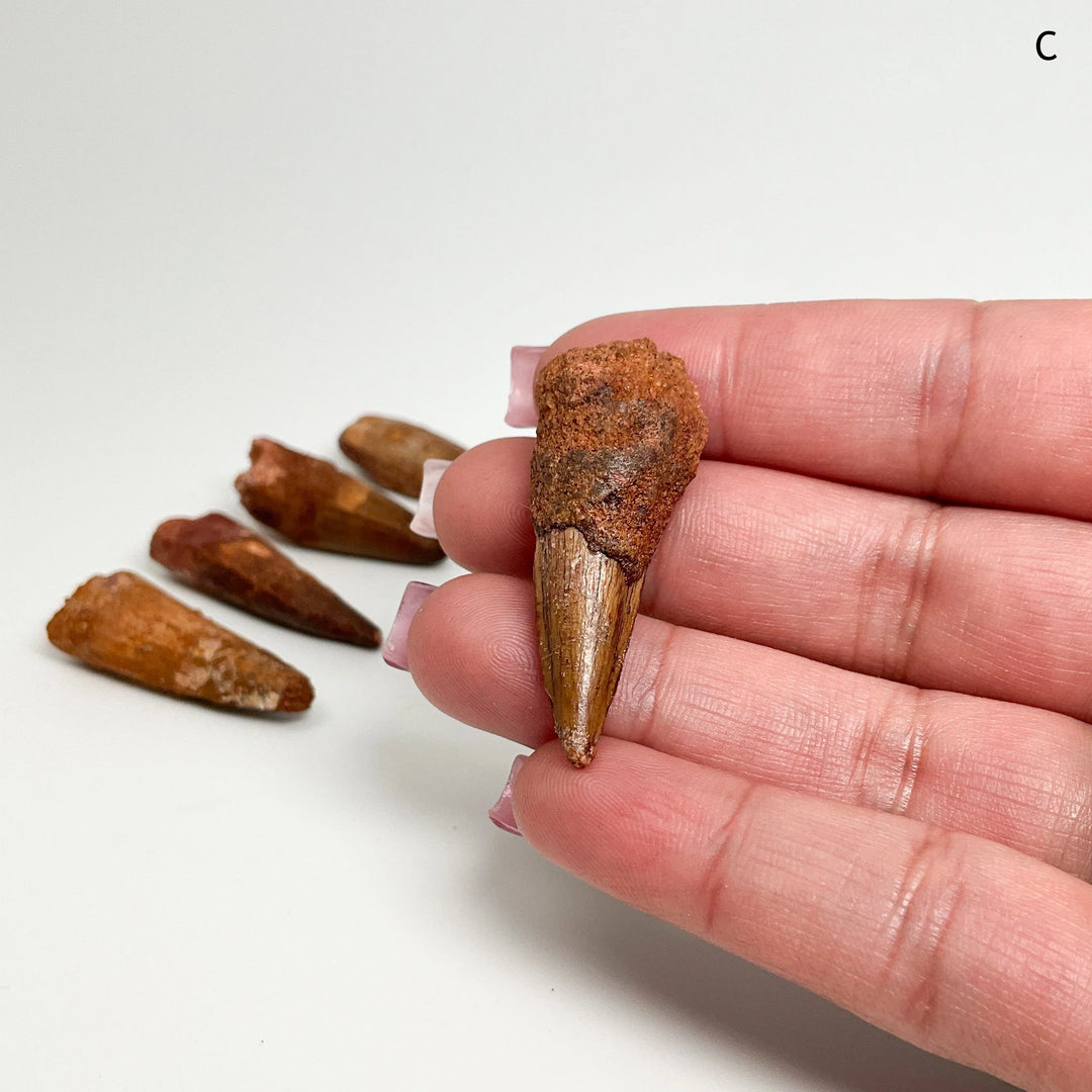 Fossilized Spinosaurus Tooth Specimen