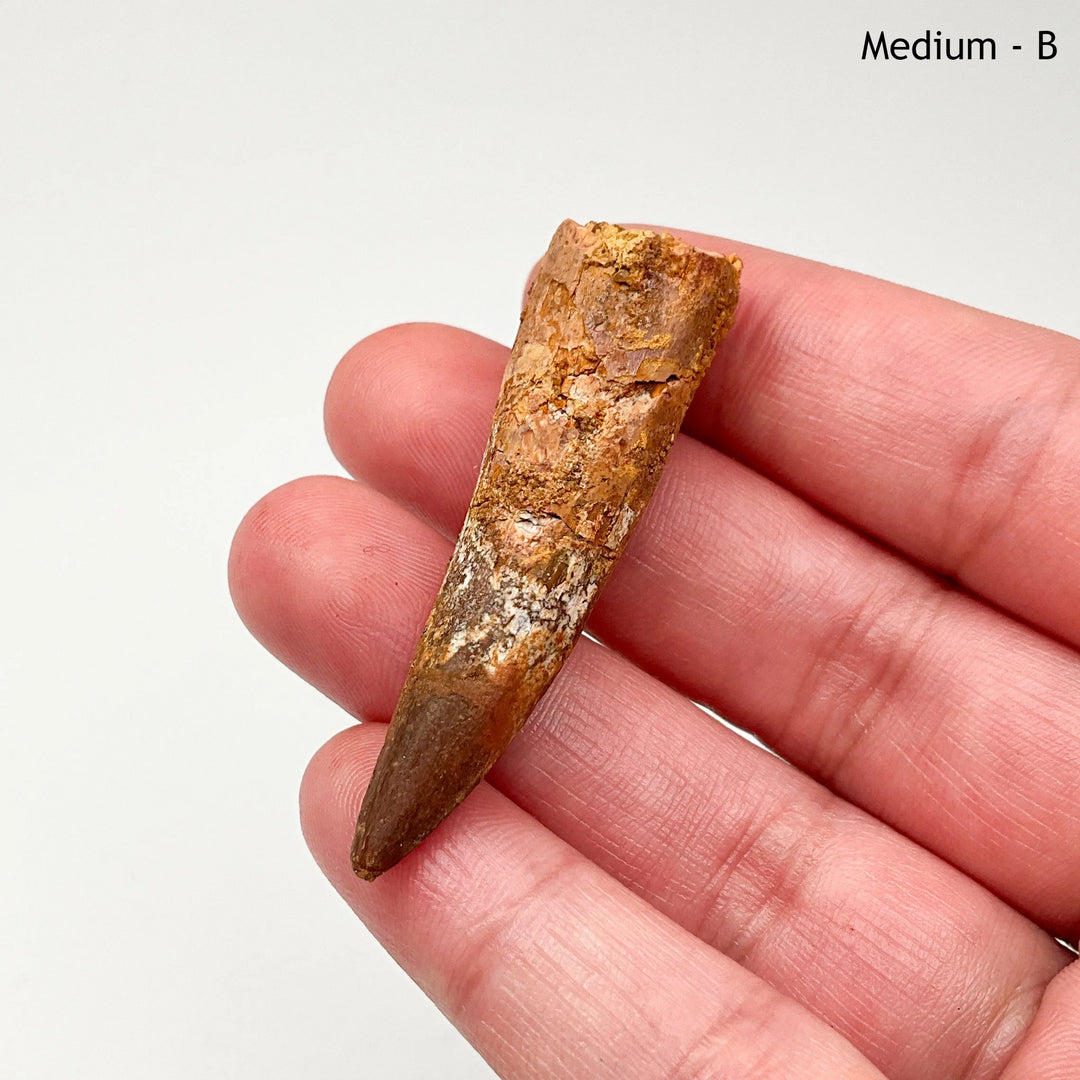 Fossilized Spinosaurus Tooth Specimen