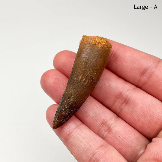 Fossilized Spinosaurus Tooth Specimen