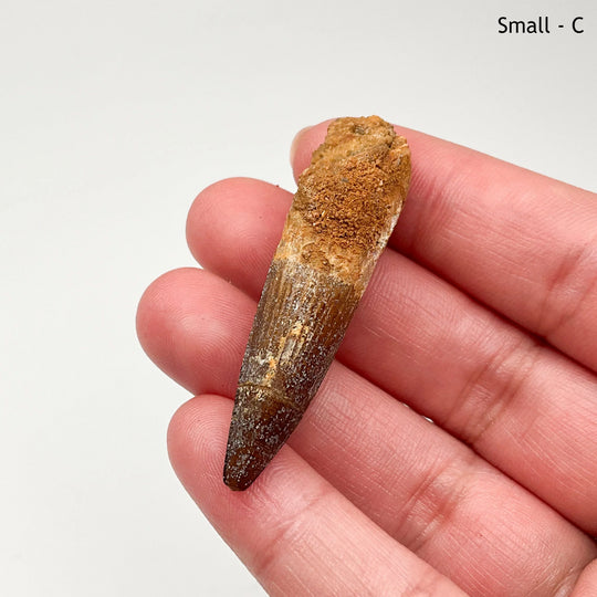 Fossilized Spinosaurus Tooth Specimen