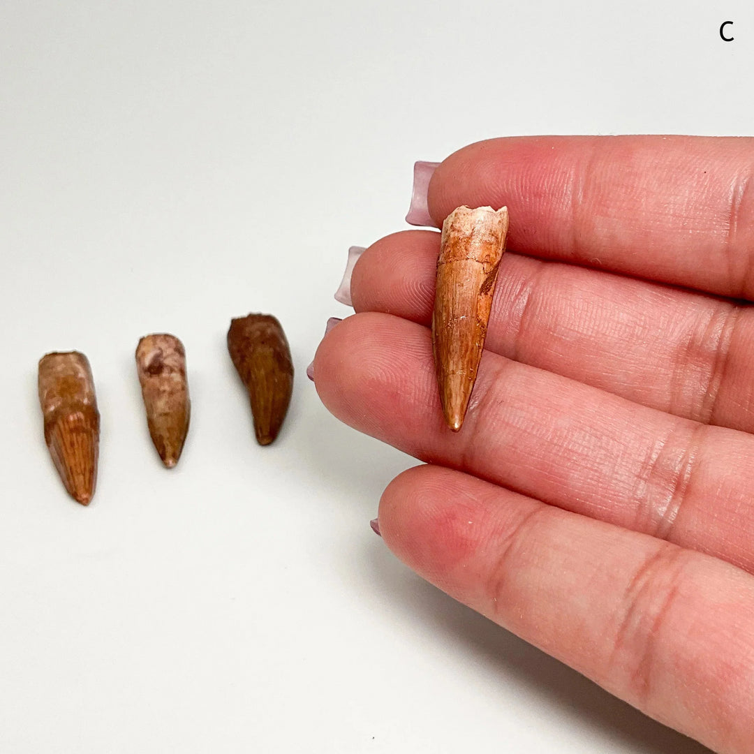 Fossilized Spinosaurus Tooth Specimen