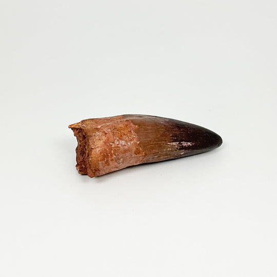 Fossilized Spinosaurus Tooth Specimen