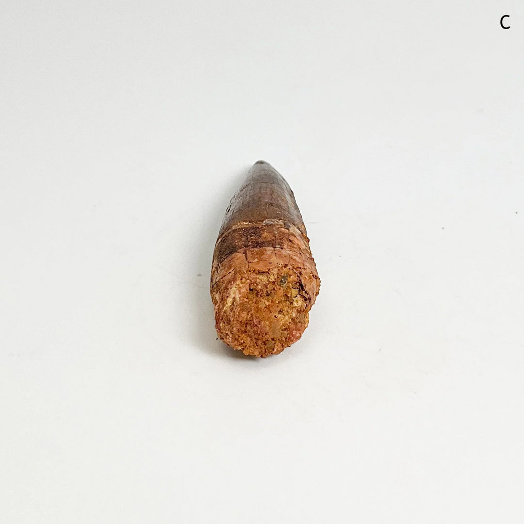 Fossilized Spinosaurus Tooth Specimen