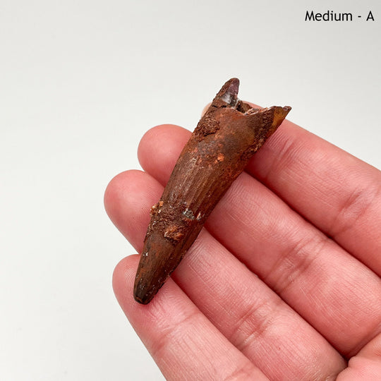 Fossilized Spinosaurus Tooth Specimen