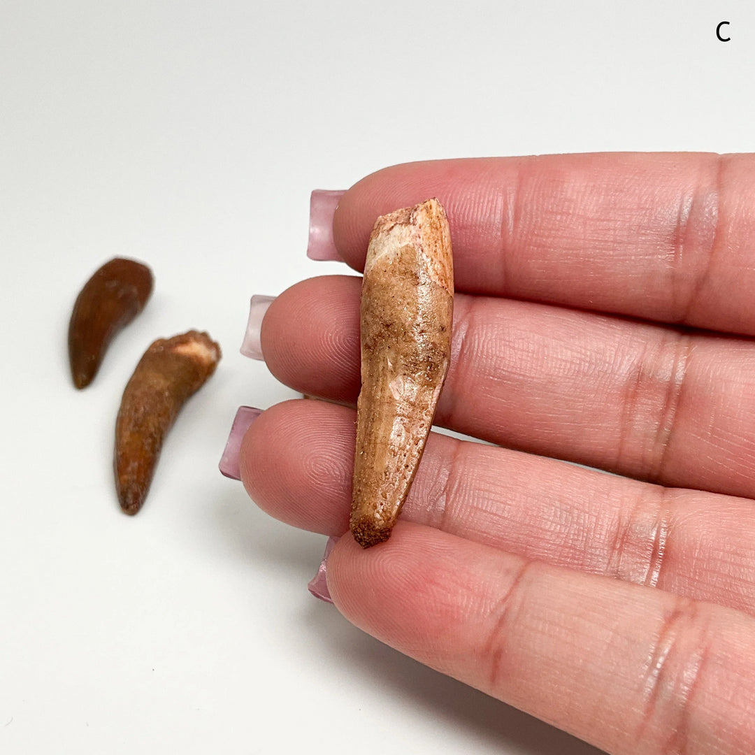 Fossilized Spinosaurus Tooth Specimen