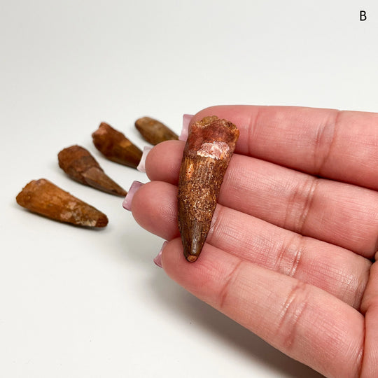 Fossilized Spinosaurus Tooth Specimen