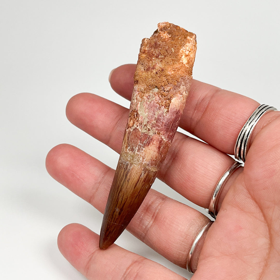 Fossilized Spinosaurus Tooth Specimen