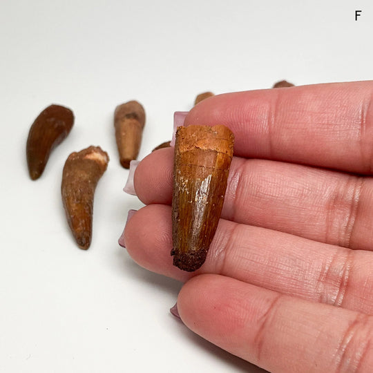 Fossilized Spinosaurus Tooth Specimen