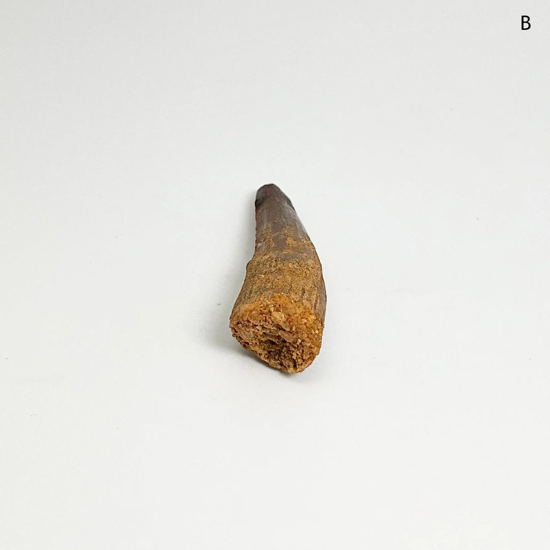 Fossilized Spinosaurus Tooth Specimen