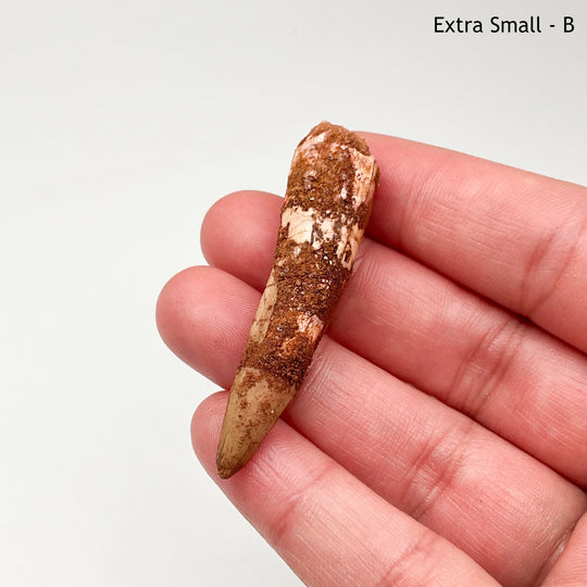 Fossilized Spinosaurus Tooth Specimen