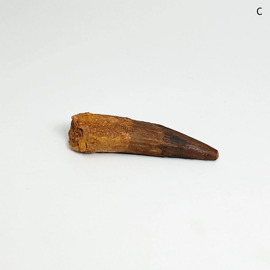 Fossilized Spinosaurus Tooth Specimen