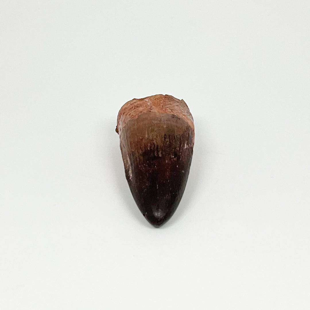 Fossilized Spinosaurus Tooth Specimen