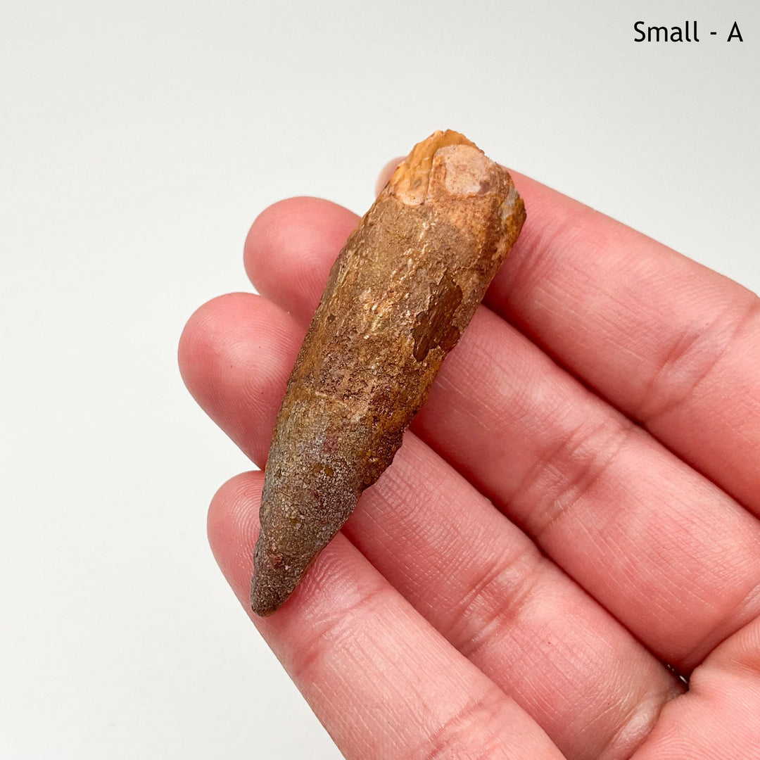 Fossilized Spinosaurus Tooth Specimen