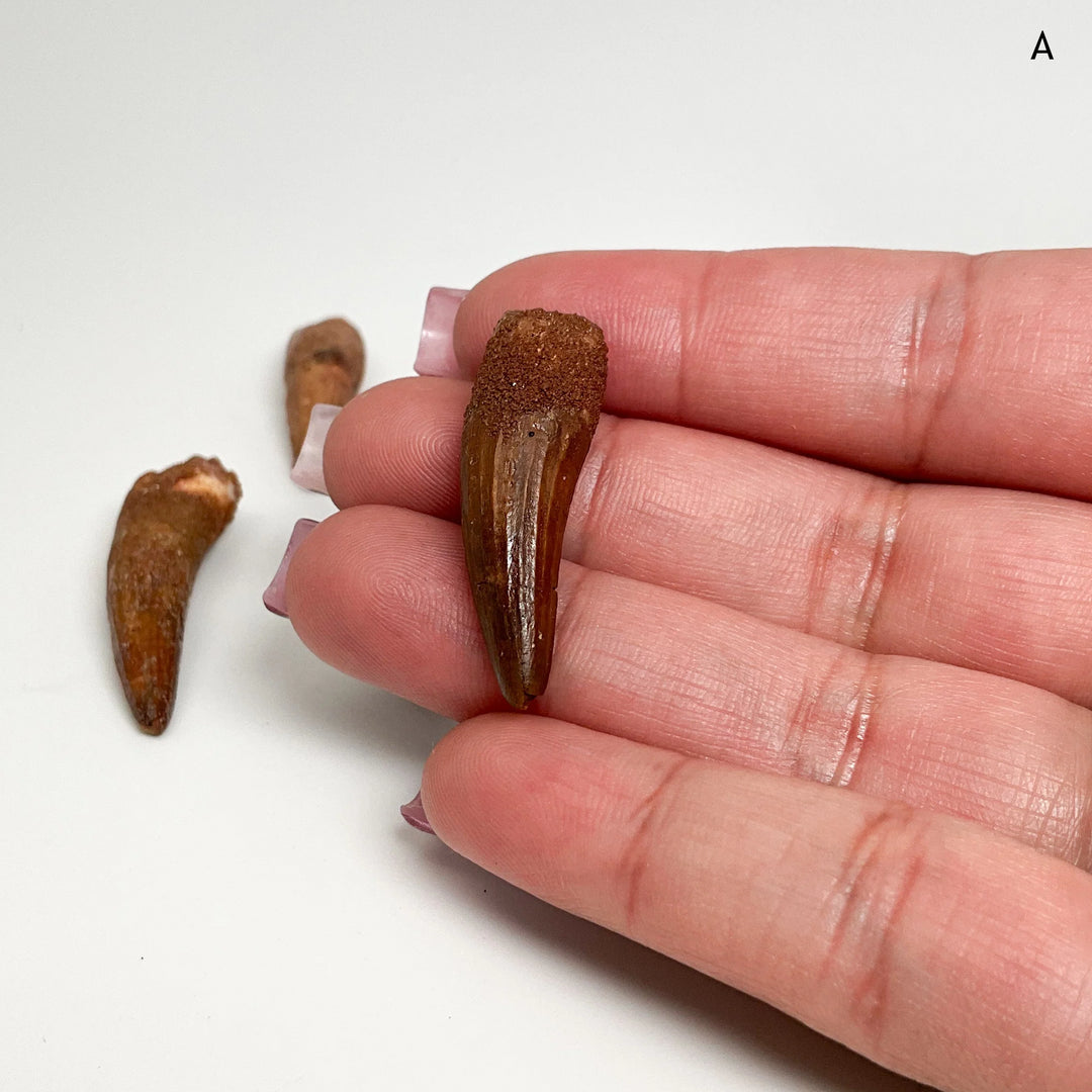 Fossilized Spinosaurus Tooth Specimen