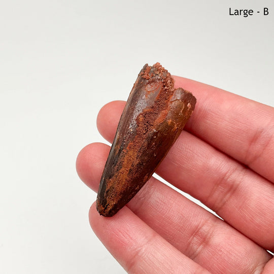 Fossilized Spinosaurus Tooth Specimen