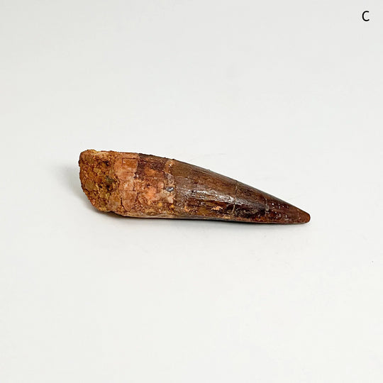 Fossilized Spinosaurus Tooth Specimen