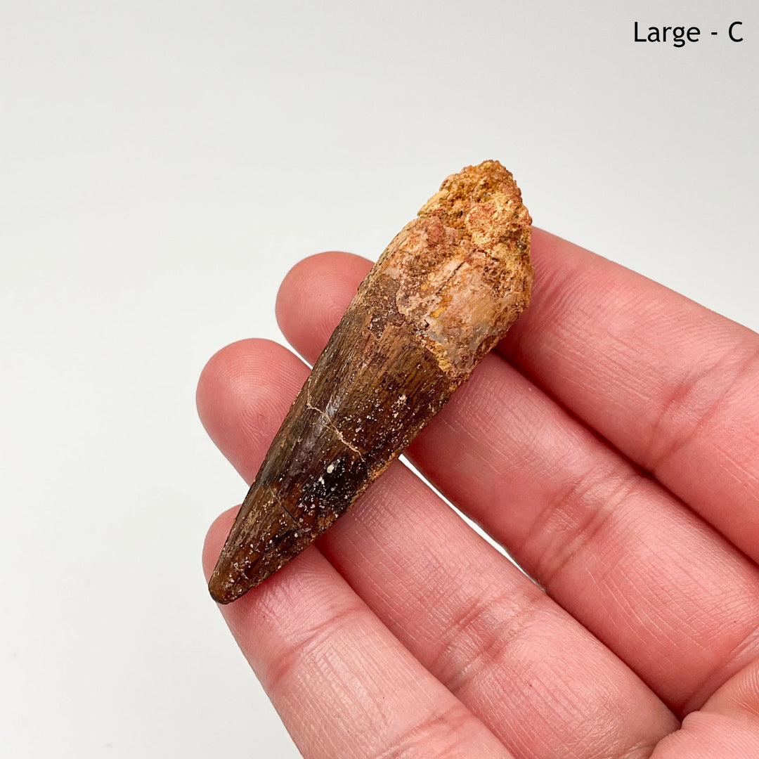 Fossilized Spinosaurus Tooth Specimen