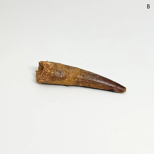 Fossilized Spinosaurus Tooth Specimen