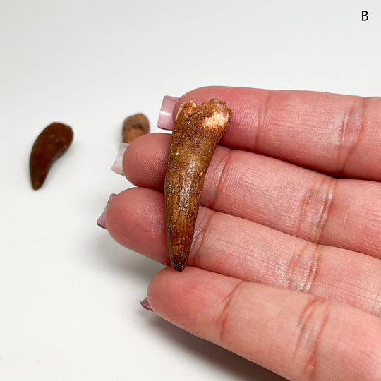 Fossilized Spinosaurus Tooth Specimen