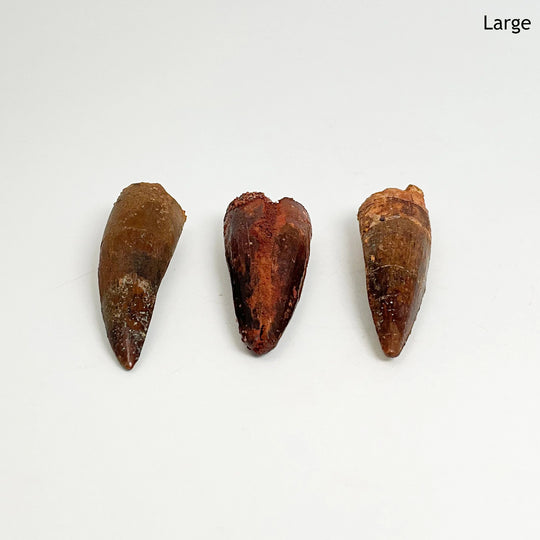 Fossilized Spinosaurus Tooth Specimen