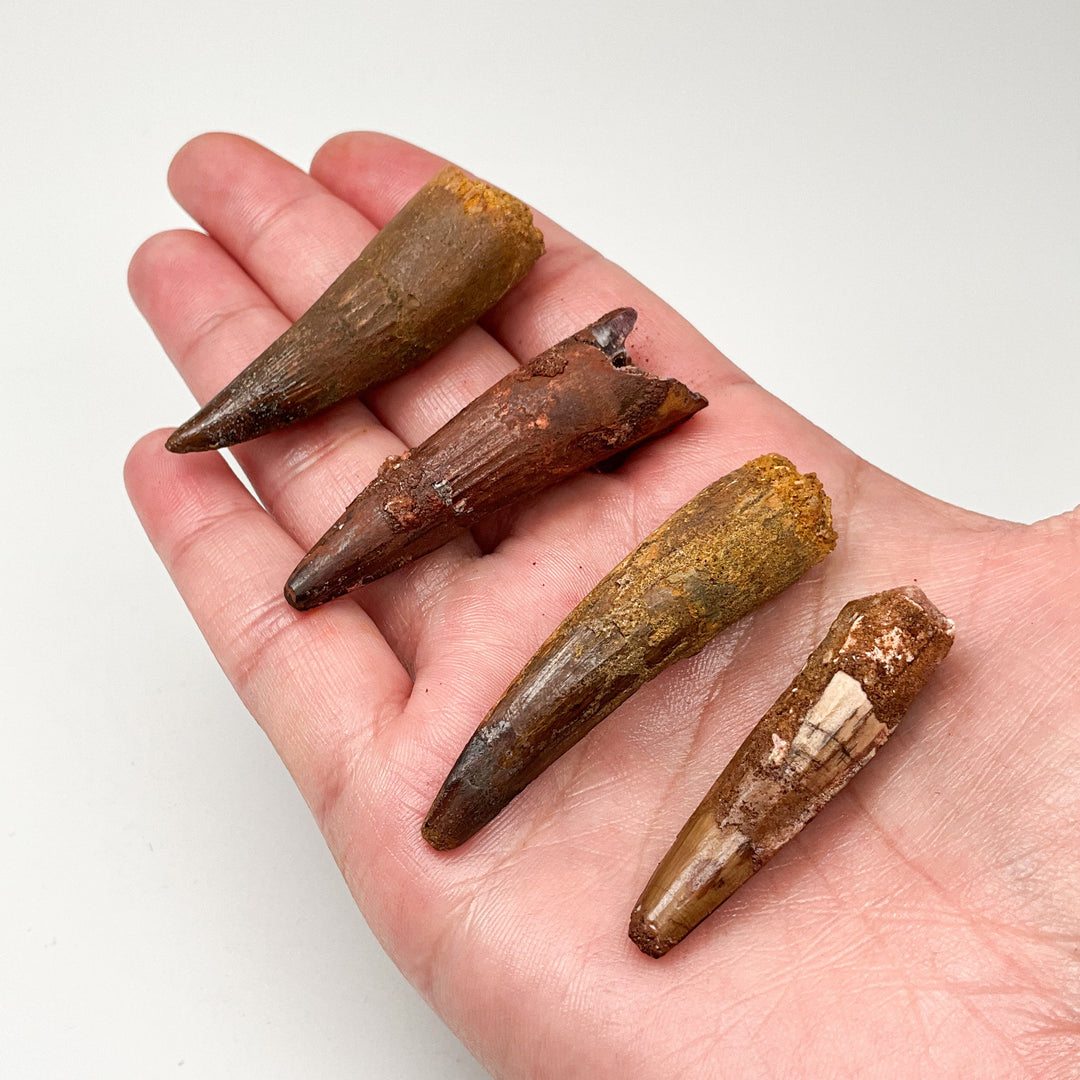 Fossilized Spinosaurus Tooth Specimen