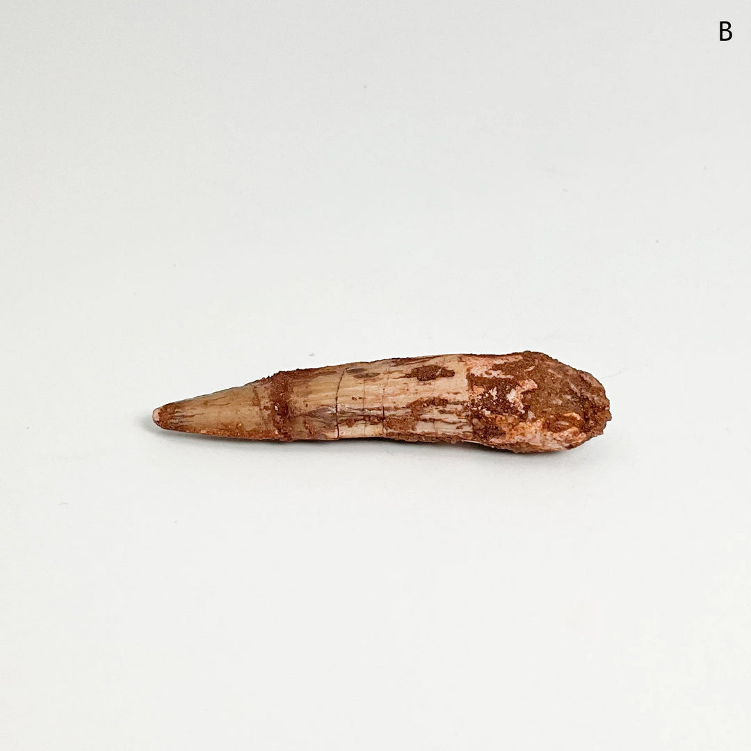 Fossilized Spinosaurus Tooth Specimen