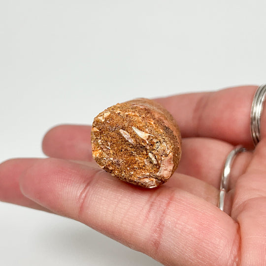 Fossilized Spinosaurus Tooth Specimen