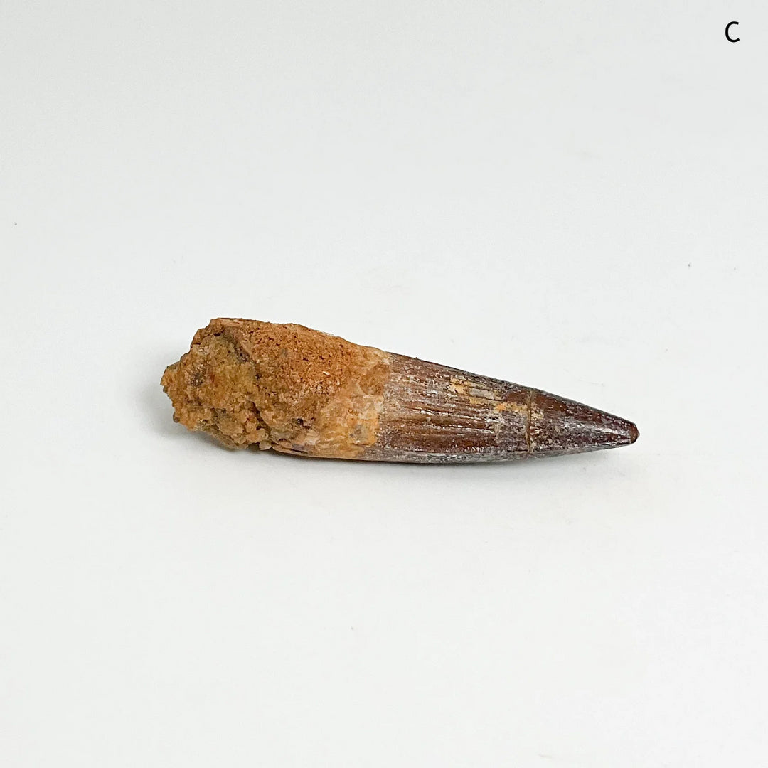 Fossilized Spinosaurus Tooth Specimen